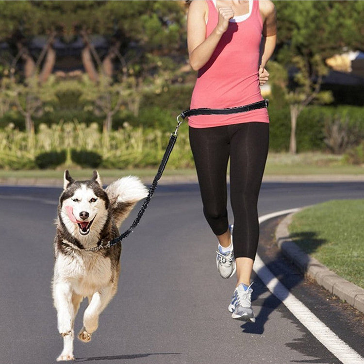 Top Dog Leash Product Picks