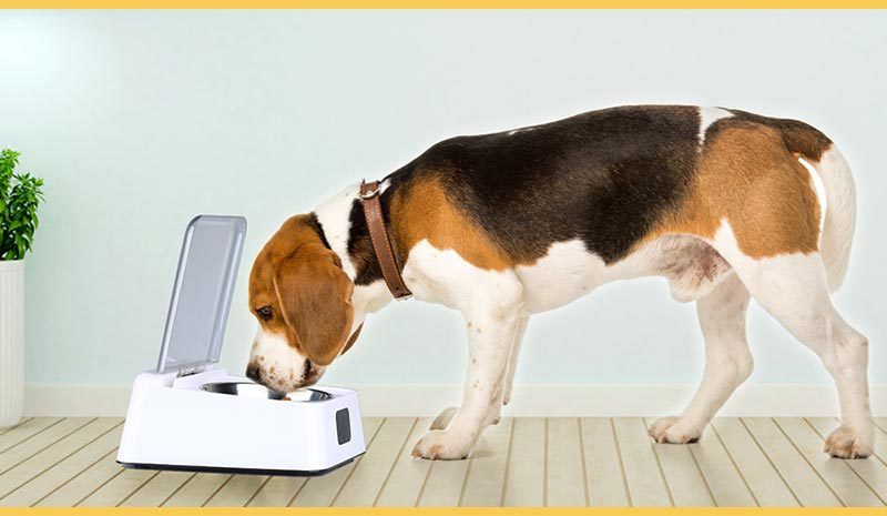 Automatic Switch Moisture-proof Smart Feeder Dog Bowl