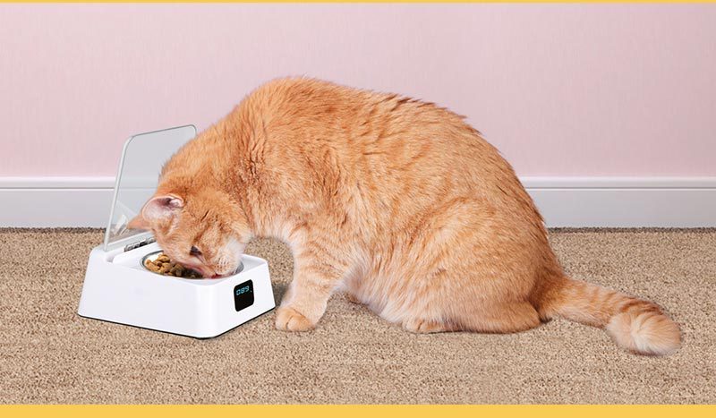 Automatic Switch Moisture-proof Smart Feeder Dog Bowl