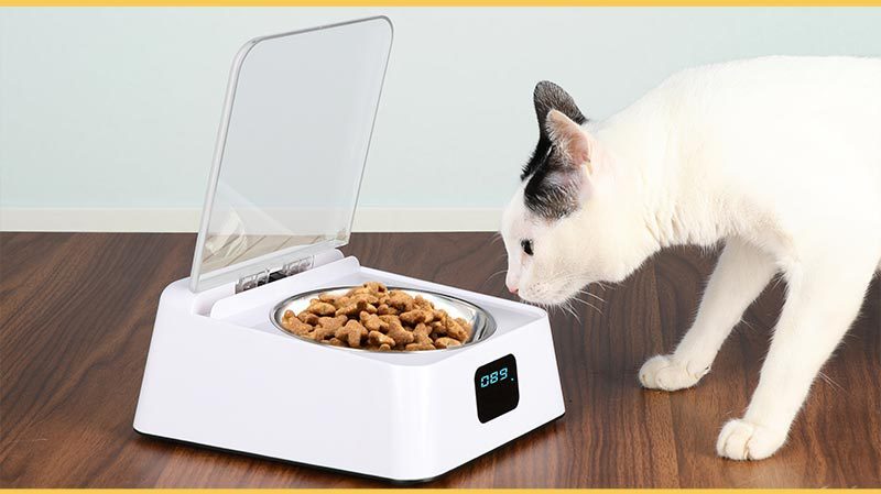 Automatic Switch Moisture-proof Smart Feeder Dog Bowl