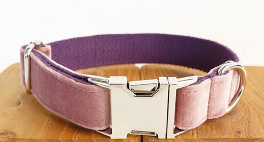 Pet Traction Dog Collar