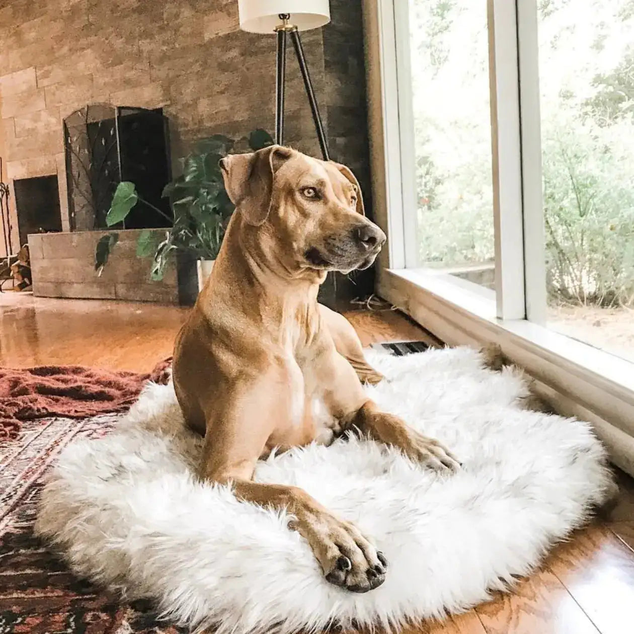 Faux Fur Dog Bed - Pooch2Spoil