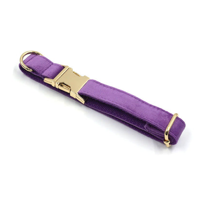 Purple Velvet Gold Buckle Lettering Dog Collar