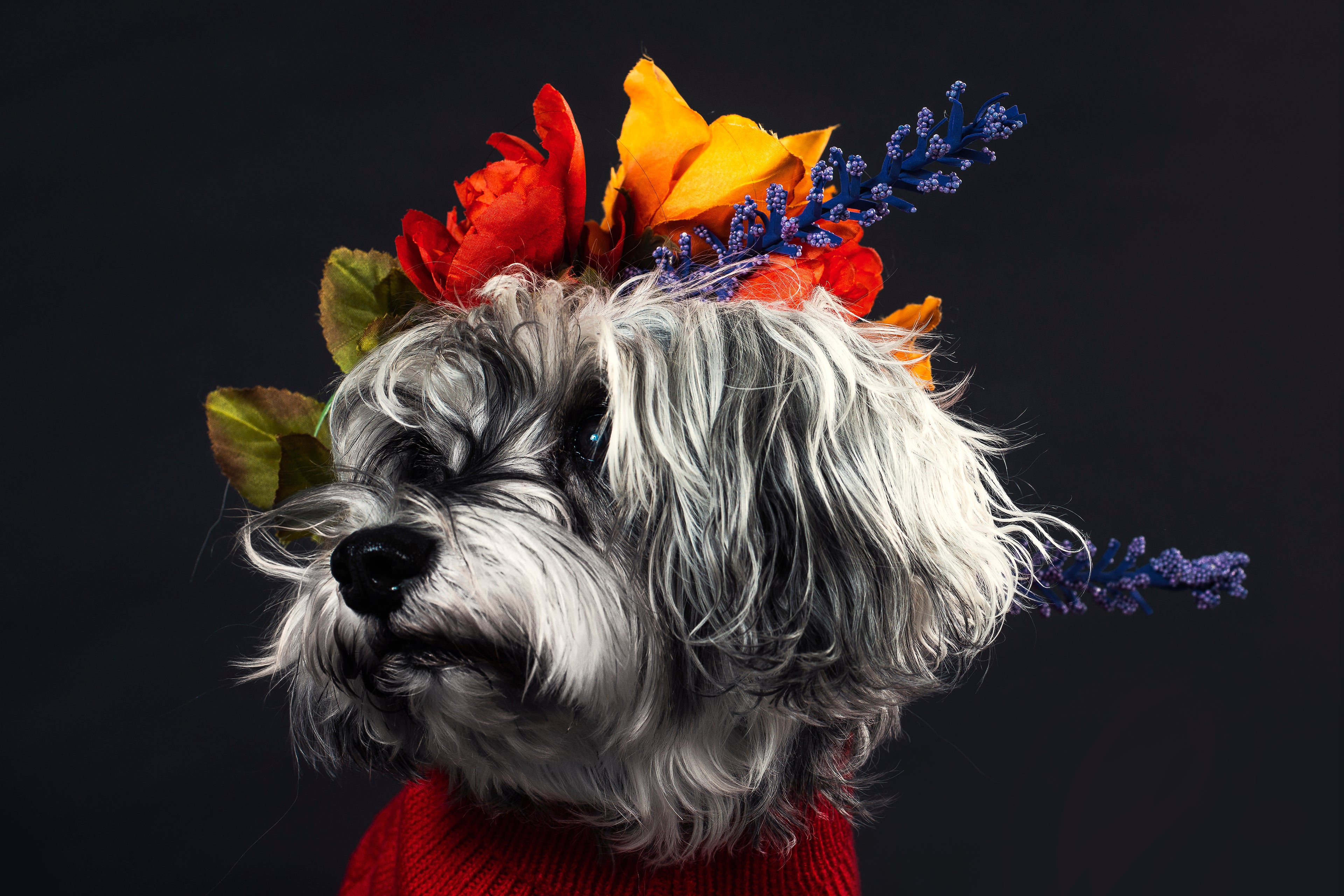 Dog Accessories